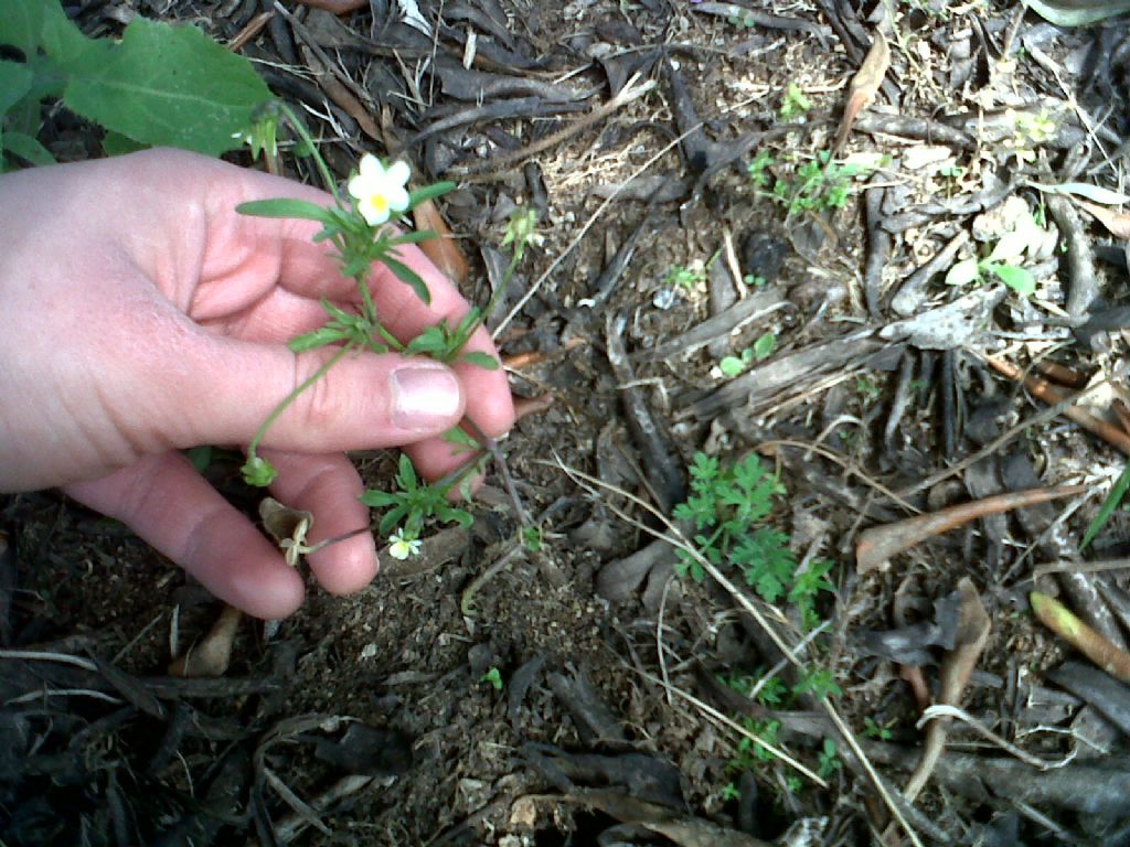 Viola arvensis